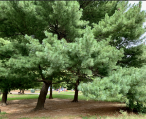 White Pine - Bundles - Image 2